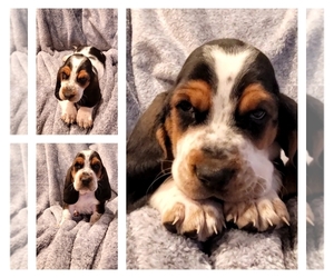 Basset Hound Puppy for sale in PITTSTOWN, NJ, USA