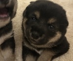 Puppy Emi Shiba Inu