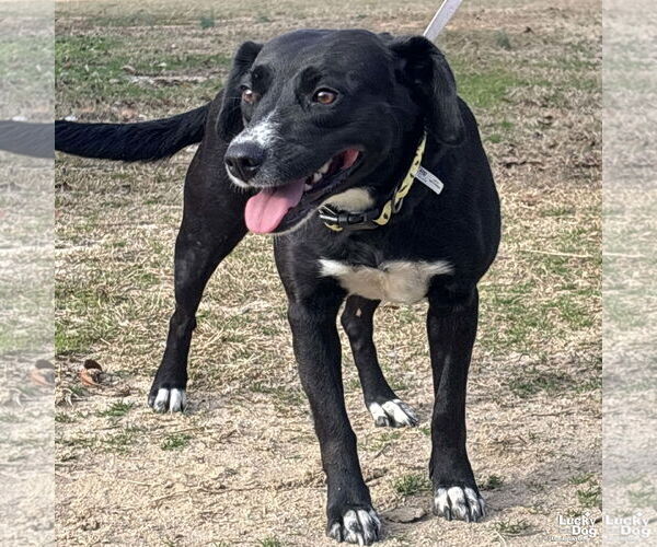 Medium Photo #3 Labbe Puppy For Sale in Washington, DC, USA