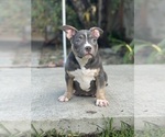 Small #9 American Bully