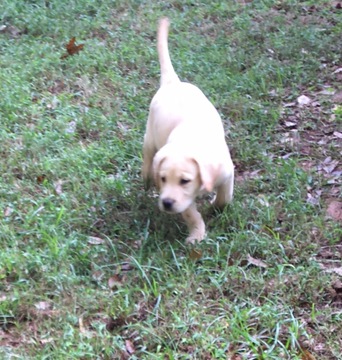 Medium Photo #6 Labrador Retriever Puppy For Sale in BARNESVILLE, GA, USA