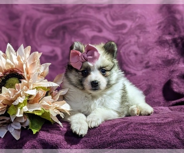 Medium Photo #6 Pomeranian Puppy For Sale in KIRKWOOD, PA, USA