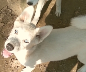 Siberian Husky Puppy for sale in OWENSBORO, KY, USA