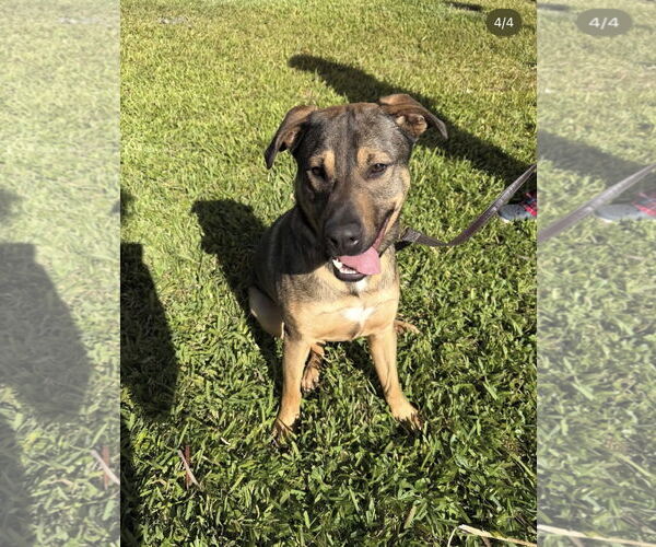 Medium Photo #1 German Shepherd Dog-Unknown Mix Puppy For Sale in Miami, FL, USA