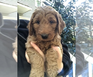 Goldendoodle Puppy for sale in RALEIGH, NC, USA
