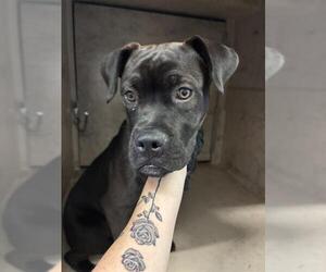 Boxer-Unknown Mix Dogs for adoption in Oklahoma City, OK, USA