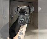 Small Boxer Mix