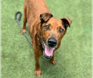 Redbone Coonhound-Unknown Mix Dogs for adoption in Houston, TX, USA