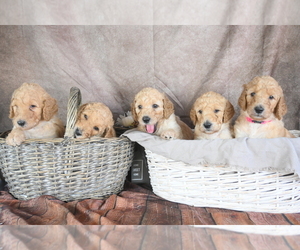 Goldendoodle Puppy for sale in BAKERSFIELD, CA, USA