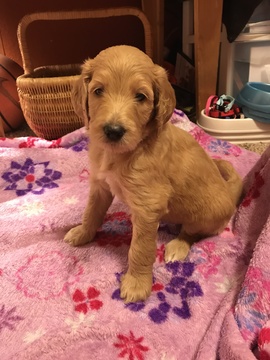 Medium Photo #1 Goldendoodle Puppy For Sale in ORANGE, TX, USA