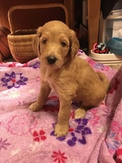 Goldendoodle Puppy for sale in ORANGE, TX, USA