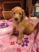 Small Photo #1 Goldendoodle Puppy For Sale in ORANGE, TX, USA