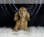 Small #1 Dachshund