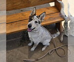 Small Mutt