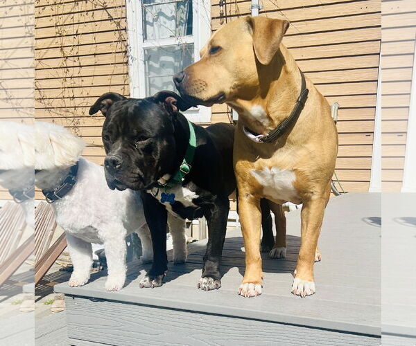 Medium Photo #5 American Pit Bull Terrier-Unknown Mix Puppy For Sale in Fargo, ND, USA