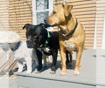 Small #4 American Pit Bull Terrier Mix