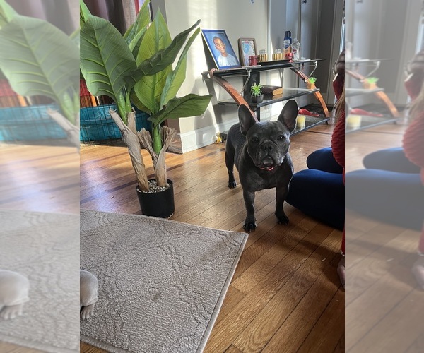 Medium Photo #1 French Bulldog Puppy For Sale in CINCINNATI, OH, USA
