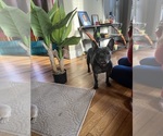 Small Photo #1 French Bulldog Puppy For Sale in CINCINNATI, OH, USA
