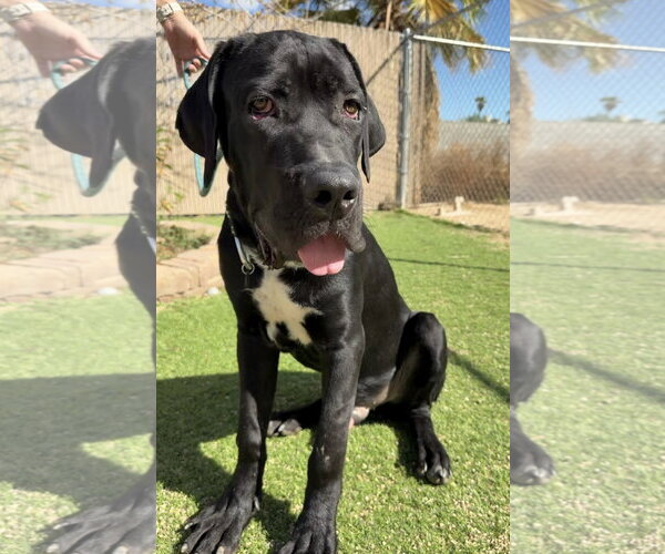 Medium Photo #1 Mutt Puppy For Sale in Goodyear, AZ, USA