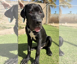 Mutt Dogs for adoption in Goodyear, AZ, USA