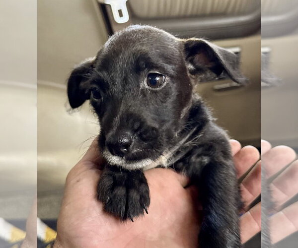 Medium Photo #2 Mutt Puppy For Sale in Jefferson, NJ, USA