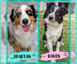 Australian Shepherd Puppy for sale in SOUTH HILL, VA, USA