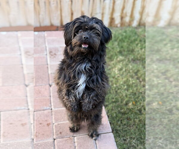 Medium Photo #3 Shih-Poo Puppy For Sale in Phoenix, AZ, USA