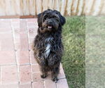 Small #2 Shih-Poo