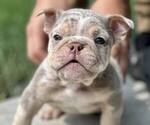 Small Photo #5 English Bulldogge Puppy For Sale in NAPERVILLE, IL, USA
