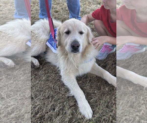 Medium Photo #6 Great Pyrenees Puppy For Sale in Dallas, TX, USA