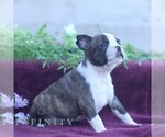 Small #3 Boston Terrier