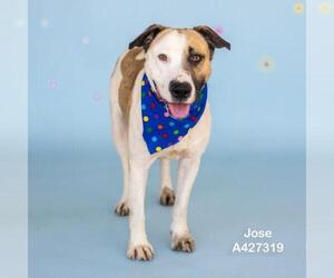 JOSE - Male American Pit Bull Terrier-Unknown Mix Dog for Adoption - Photo #2