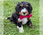 Small Bernedoodle (Miniature)