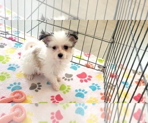 Medium Photo #7 Papitese Puppy For Sale in ORO VALLEY, AZ, USA