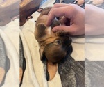 Small #6 Dachshund