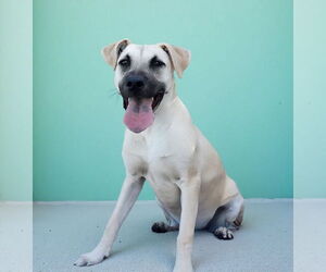 Medium Black Mouth Cur Mix