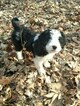 Small Photo #16 Bordoodle Puppy For Sale in CRESTON, OH, USA