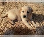 Small Photo #12 Labrador Retriever Puppy For Sale in CHEHALIS, WA, USA