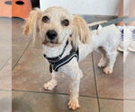 Small #4 Poodle (Miniature) Mix