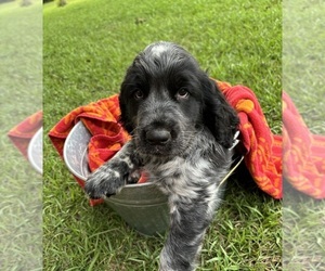 English Springer Spaniel Puppy for sale in MILAN, GA, USA