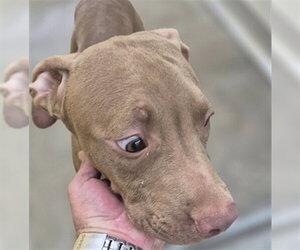 Mutt Dogs for adoption in Temple, TX, USA