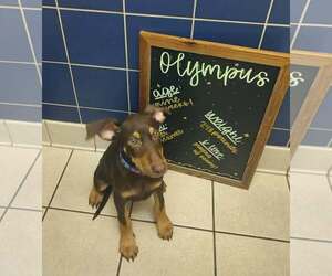 Doberman Pinscher Dogs for adoption in Aurora, OH, USA