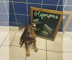 Small Doberman Pinscher
