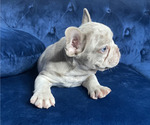 Small #12 French Bulldog