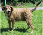 Small #1 Mutt