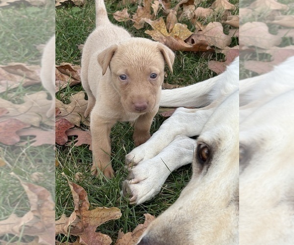 Medium Photo #27 Labrador Retriever Puppy For Sale in LEASBURG, MO, USA