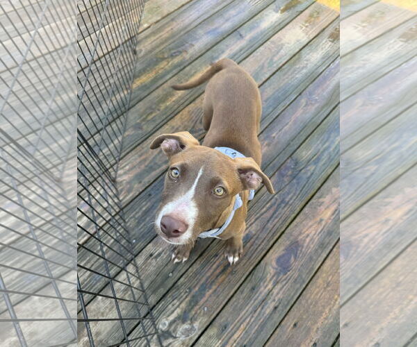 Medium Photo #3 Mutt Puppy For Sale in Columbus, IN, USA