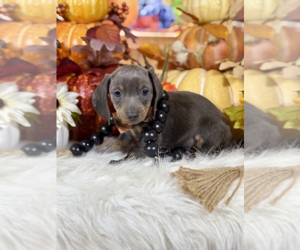 Medium Photo #1 Dachshund Puppy For Sale in RIPLEY, MS, USA