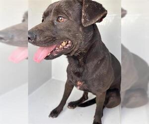 Labrador Retriever Dogs for adoption in Houston, TX, USA