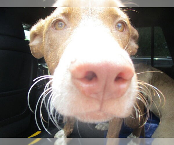 Medium Photo #1 American Pit Bull Terrier Puppy For Sale in Ocala, FL, USA